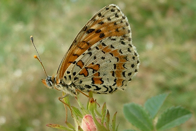 Insetti Madonie